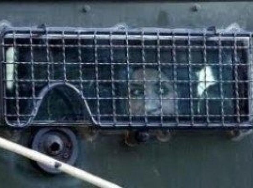 صابرين أبو شرار تعرضت للتعذيب خلال اعتقالها