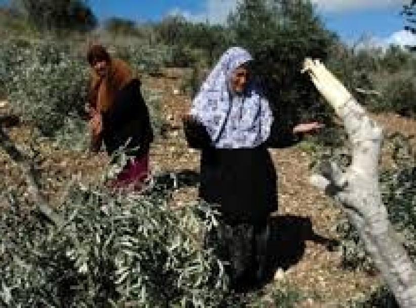 مستوطنون يقتلعون 80 شجرة زيتون في سلفيت