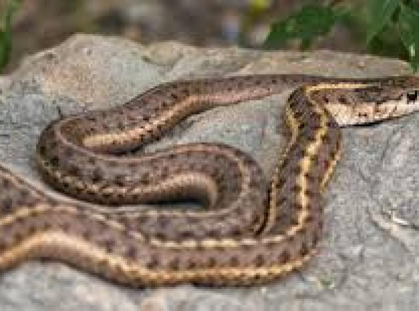 أفعى في الكنيست الإسرائيلي