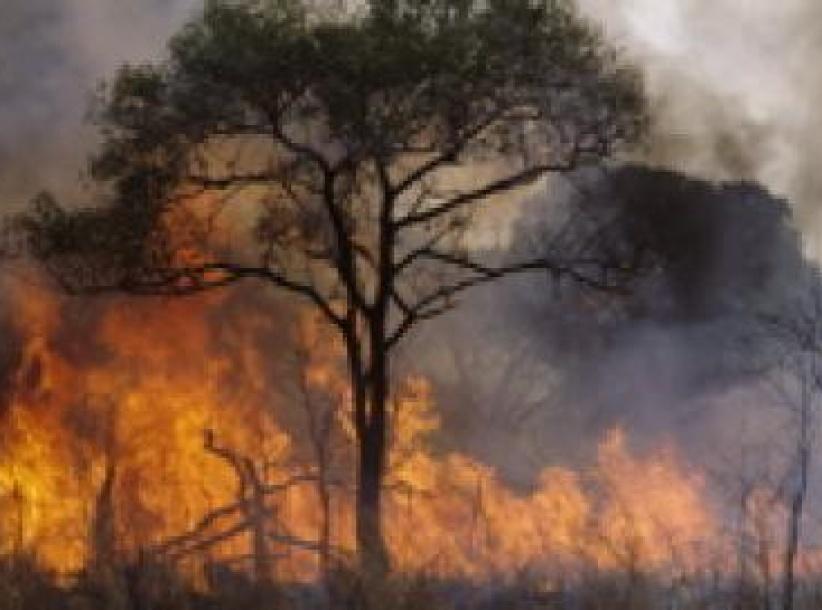 حريق يلتهم أشجارا حرجية في بيت ساحور