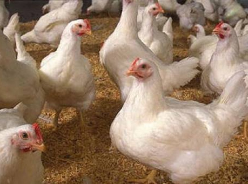 إسرائيل: مليون دجاجة مصابة بفيروس سلامونيا