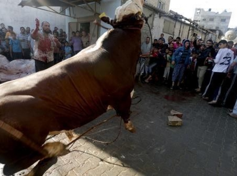 الأضاحي في غزة 2015.. للأغنياء فقط