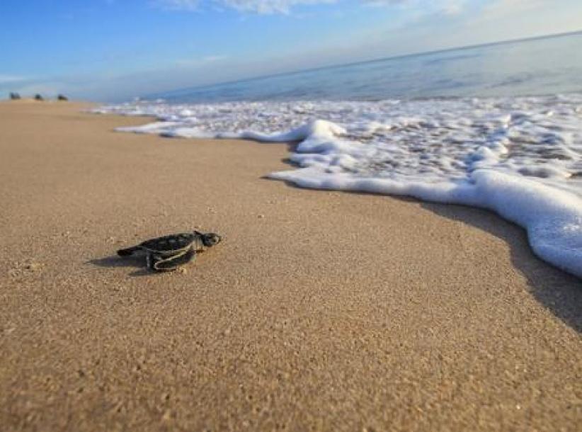 احتجاز شابة أساءت لسلحفاة بحرية