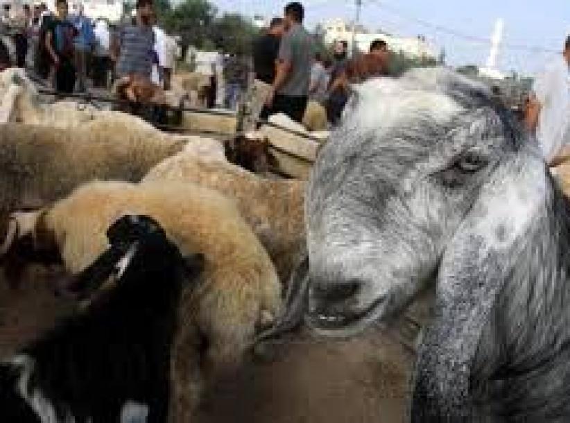 المفتي العام يؤكد جواز التضحية بالأنعام المسمنة
