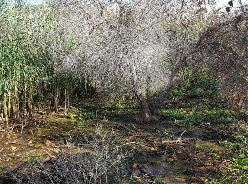 إعدام عشرات أشجار الزيتون بمياه المستوطنات العادمة شرق نابلس