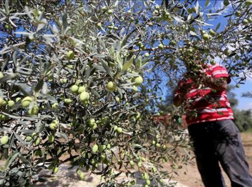 مستوطنون يواصلون سرقة ثمار الزيتون