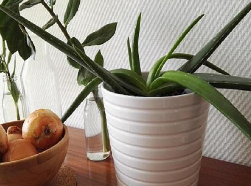 نباتات ضرورية في غرفة النوم لمحاربة نزلات البرد!