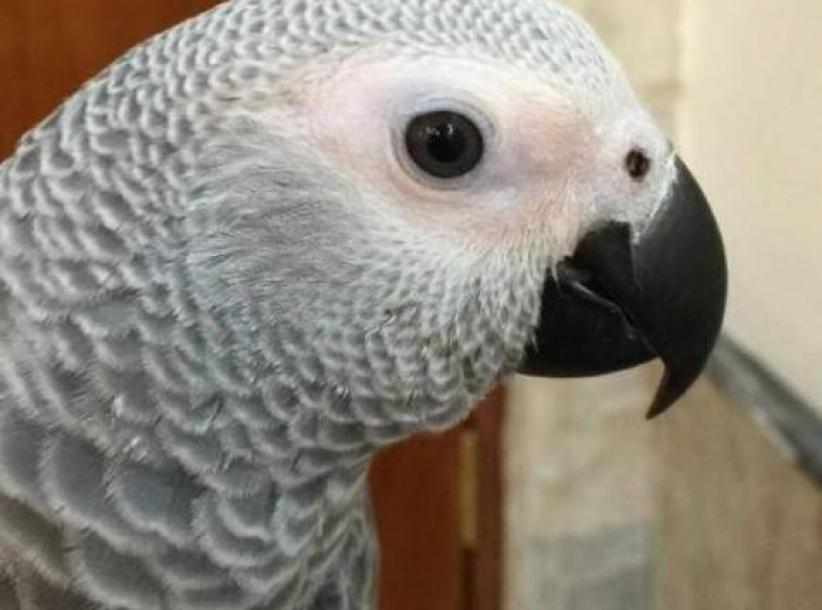 ببغاء ينطق 3 سور قرآنية و350 كلمة مختلفة