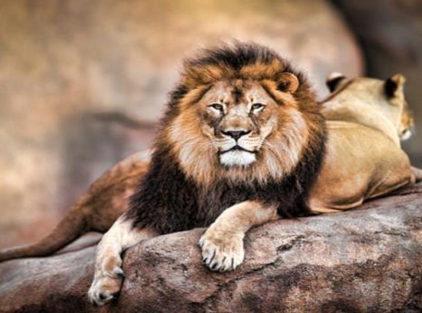 ثلاثة أسود تنقذ فتاة من خاطفيها... إليك الحكاية