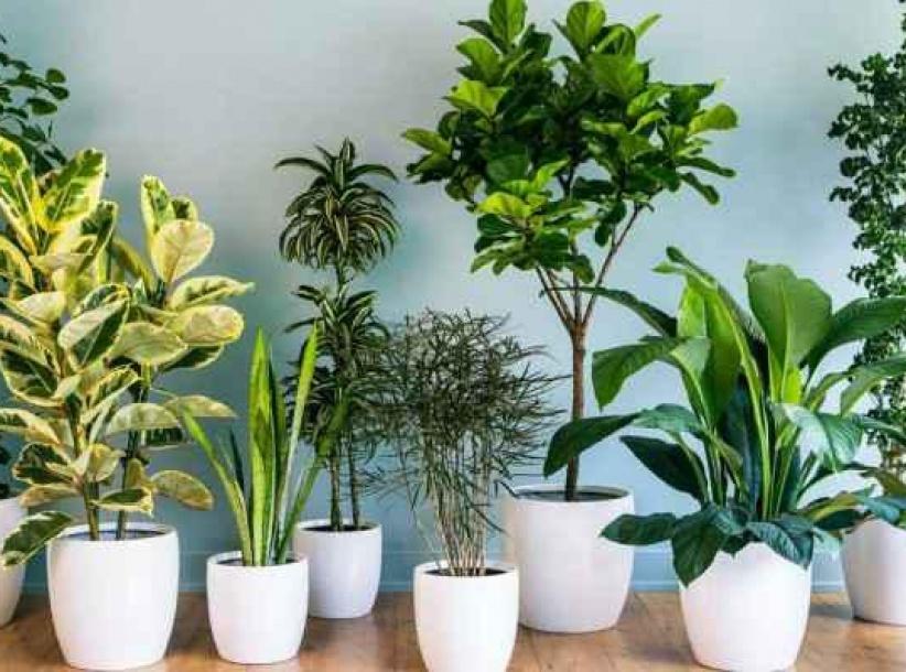 فيديو- نباتات المنزل مهمة لصحتك