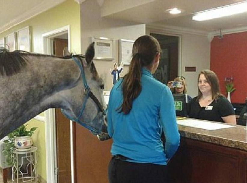 سيدة تحجز غرفة فندقية برفقة حصانها!