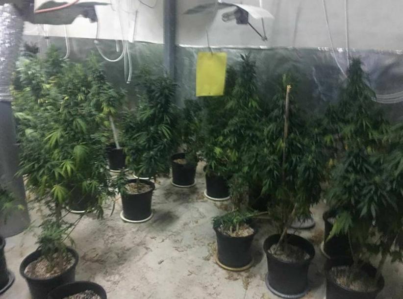 المخابرات العامة والشرطة تضبطان مشتلا للمخدرات داخل متنزه غرب رام الله