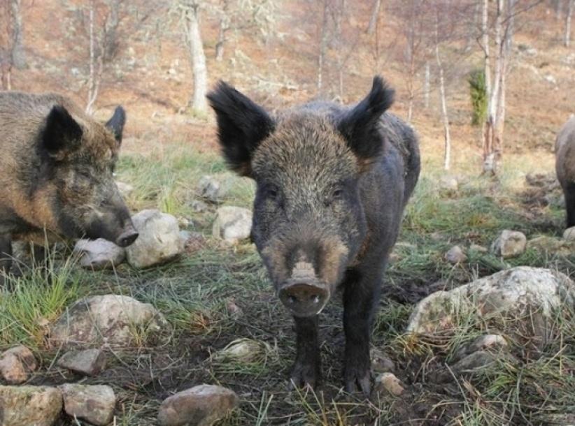 إصابة مواطن هاجمته الخنازير البرية في جنين