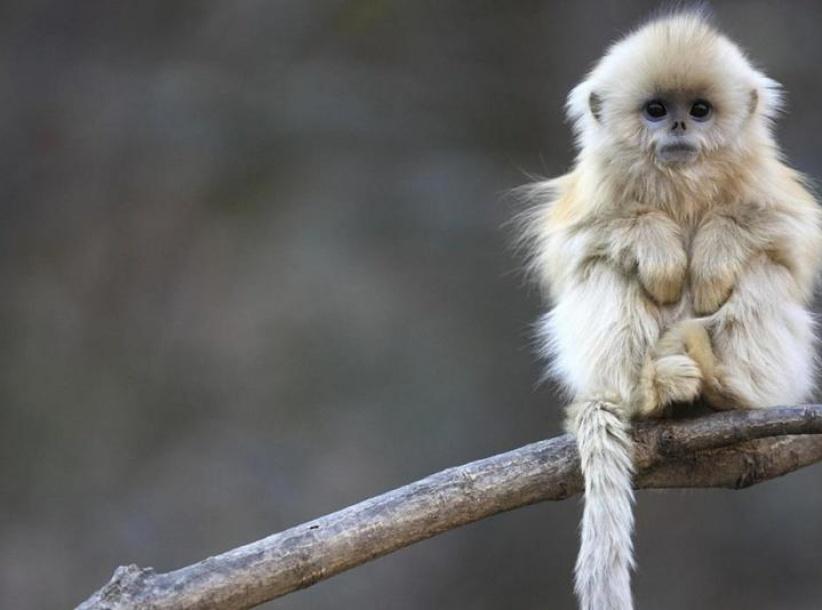 فنجان قهوة يدخل قرداً في غيبوبة