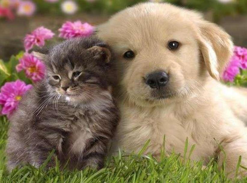 دراسة- الحيوانات الأليفة تقي الأطفال من بعض الأمراض