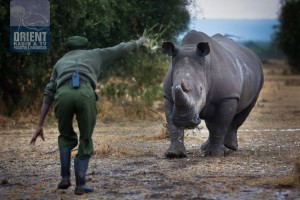 rhino-3-jpg-44488769862106530