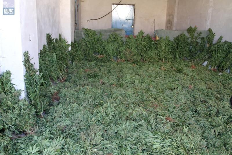 ضبط 390 شتلة ماريجوانا بالخليل