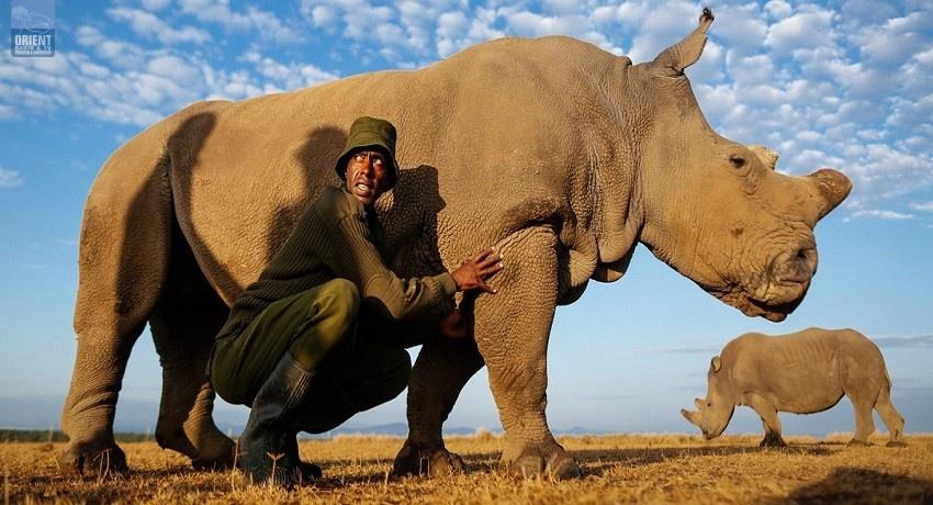 صور| 24 ساعة حراسة لآخر ذكر من وحيد القرن الأبيض بكينيا