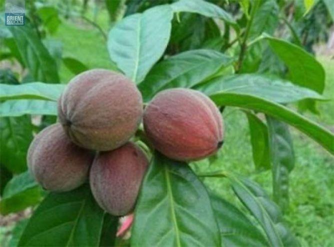 عصر جديد في الطب... فاكهة تقضي على السرطان بأربع ساعات فقط!