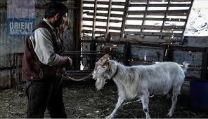 وزارة الزراعة بغزة تعدم الجدي الحلوب في غزة