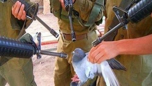 الهند تعتقل حمامة