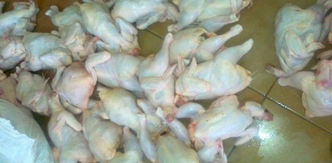 بلدية خانيونس تتلف 200 حبشة مذبوحة وفاسدة