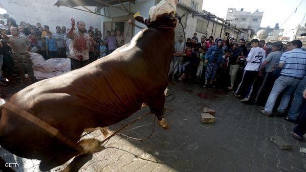 الأضاحي في غزة 2015.. للأغنياء فقط