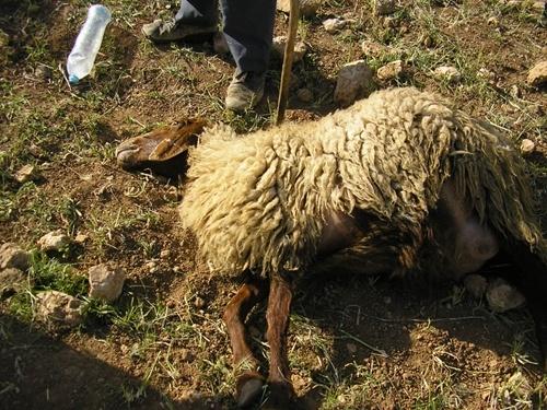 مستوطن يقتل 7 رؤوس أغنام ويصيب راعيا شرق يطا