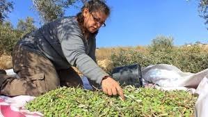 مستوطنون يهاجمون قاطفي الزيتون شرق نابلس