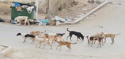 مستوطنون يطلقون كلابا ضالة جنوب بيت لحم