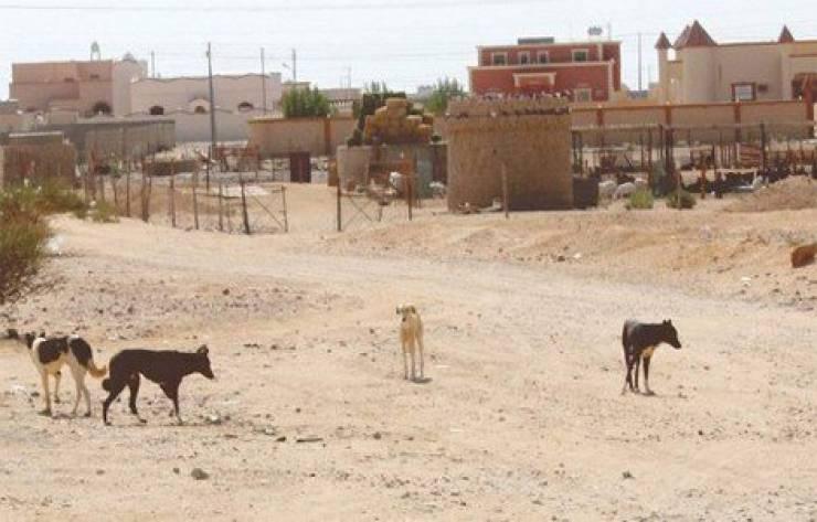 كلاب ضالة افترست طفلة.. ولم تبقي منها سوى العظام والملابس!!