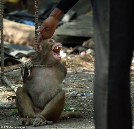 بالصور: هكذا اعتقلوا القرد اللص