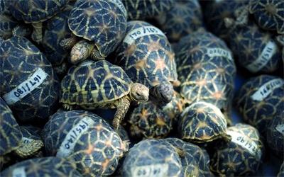 كندي يهرب 38 سلحفاة في سرواله