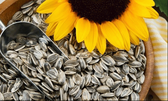 ماذا تفعل بكم حفنة من بذور دوار الشمس!