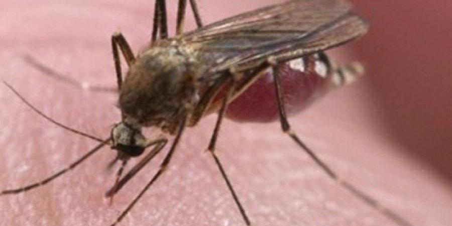 منظمة الصحة العالمية تعلن الطوارئ بسبب زيكا