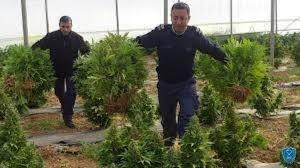 الشرطة تضبط 23 كيس مارغوانا في يطا