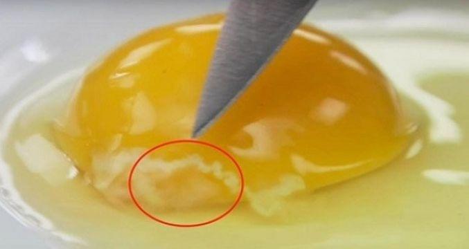 الخيط الأبيض بالبيض.. هل يجب تناوله؟