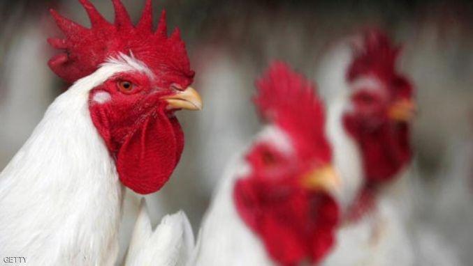 حبوب منع الحمل لتسمين الدجاج بالجزائر