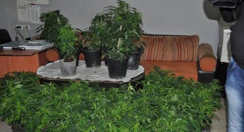 شرطة قلقيلية تضبط 168 شتلة مارجوانا وتقبض على المشتبه به