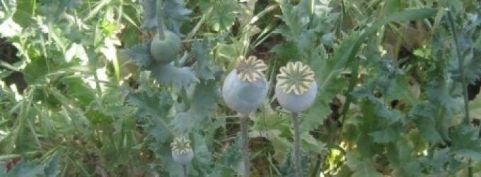 شرطة نابلس تضبط 373 شتلة خشخاش