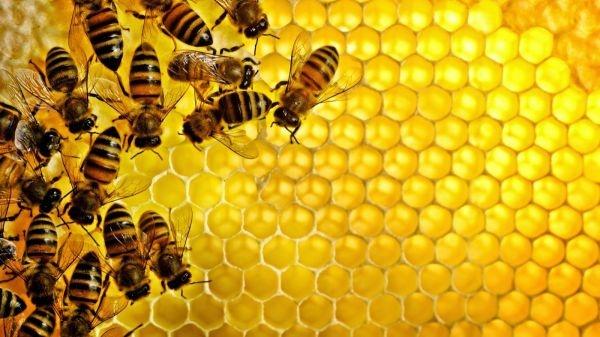 وصفة طبيعية بسيطة لعلاج فقر الدم بالعسل