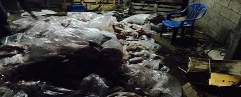 الضابطة الجمركية تضبط 6 أطنان لحوم حبش فاسد في الجلمة