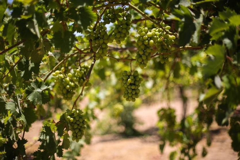 أردوغان يبلغ عباس باتفاقه مع الاحتلال بشأن غزة