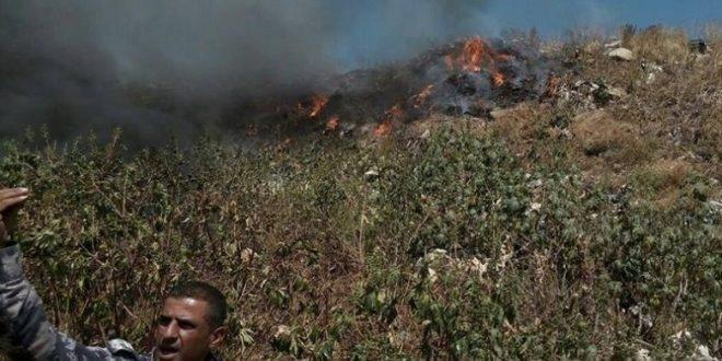 الاحتلال يتسبب باحتراق عشرات أشجار الزيتون في قلقيلية