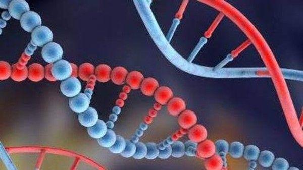 الحمض النووي للأم يحافظ على صحة جيدة مع التقدم في السن