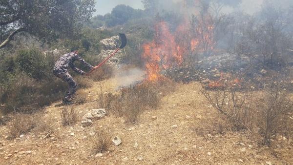 حريق يلتهم 150 شجرة زيتون في يعبد