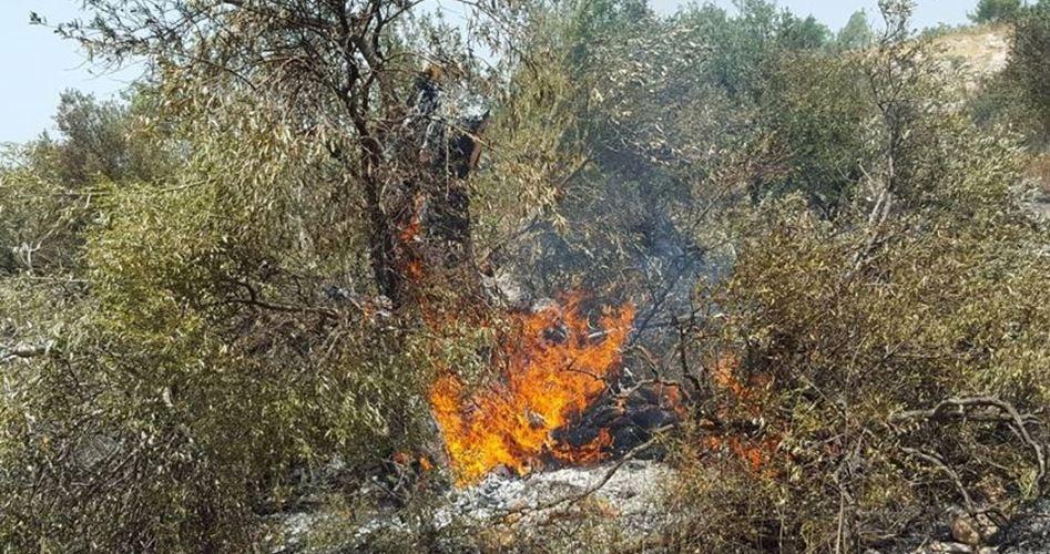 الاحتلال يحرق 10 دونمات مزروعة بأشجار الزيتون في الرماضين