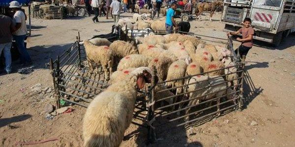وزير الأوقاف يعلن بدء حملة الأضاحي للعام 2016