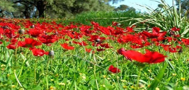 حالة الطقس: انخفاض طفيف على الحرارة