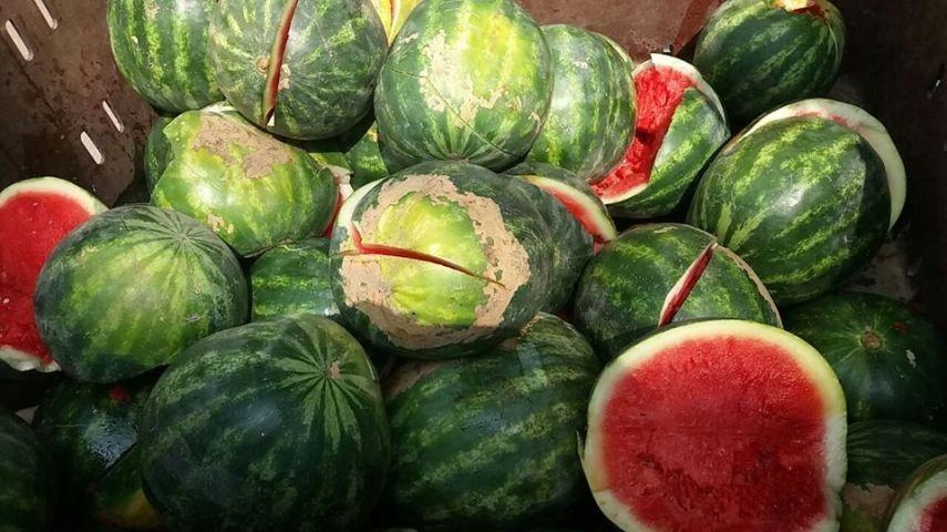 إتلاف أطنان من البطاطا والبطيخ بغزة